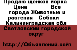 Продаю щенков йорка › Цена ­ 10 000 - Все города Животные и растения » Собаки   . Калининградская обл.,Светловский городской округ 